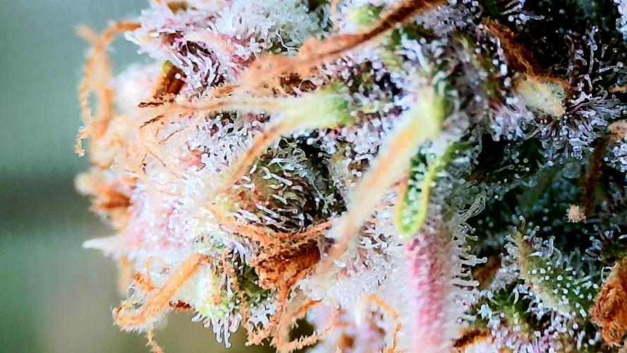 Purple Clouds. Week 10