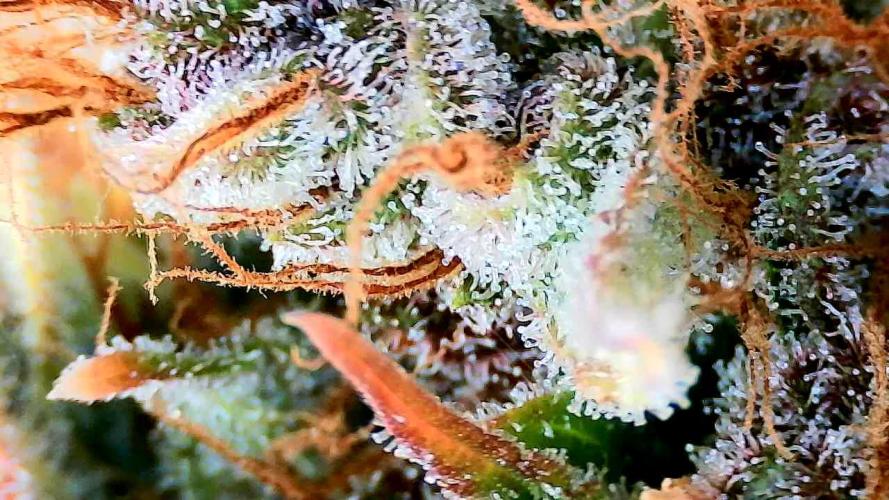 Purple Clouds. Week 10