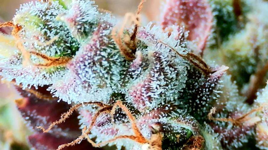 Purple Clouds. Week 10