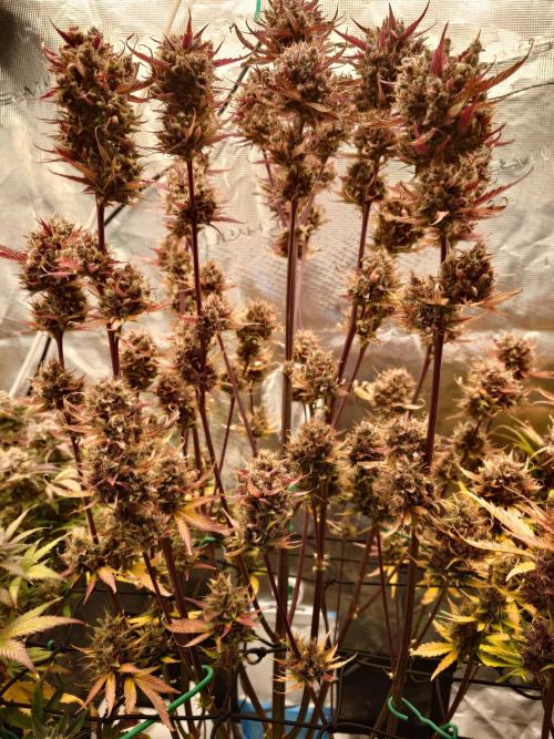 Purple Clouds. Week 10