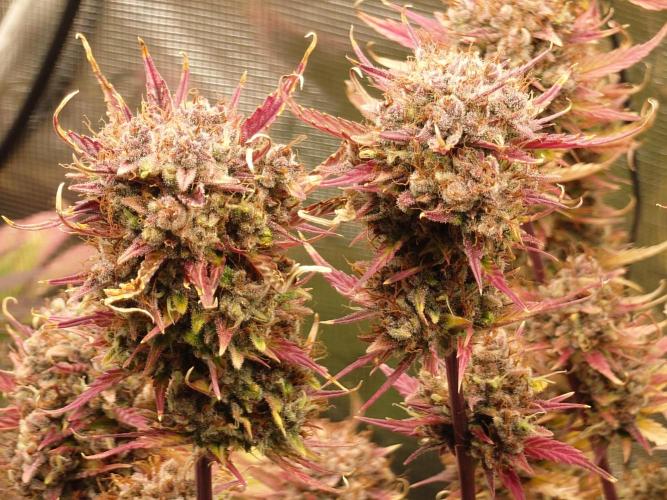 Purple Clouds. Week 10