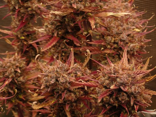 Purple Clouds. Week 10