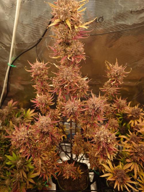 Purple Clouds. Week 10