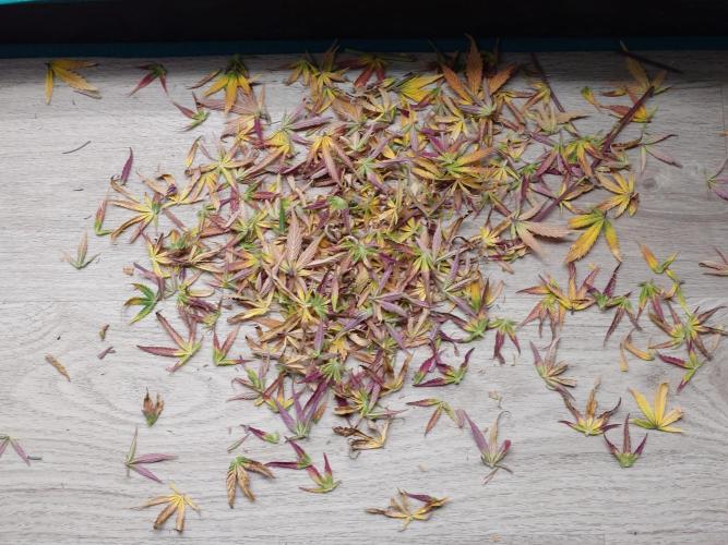 Purple Clouds. Week 10