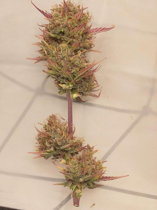 Purple Clouds. Week 10