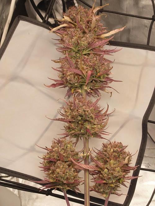 Purple Clouds. Week 10