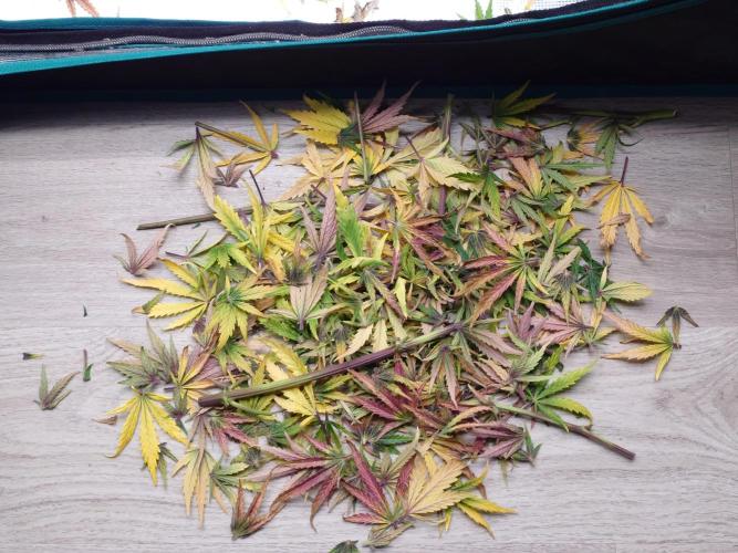 Purple Clouds. Week 10