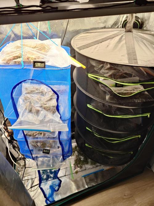 Purple Clouds. Week 10