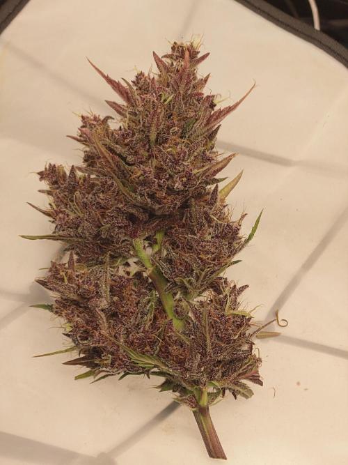 Purple Clouds. Week 10