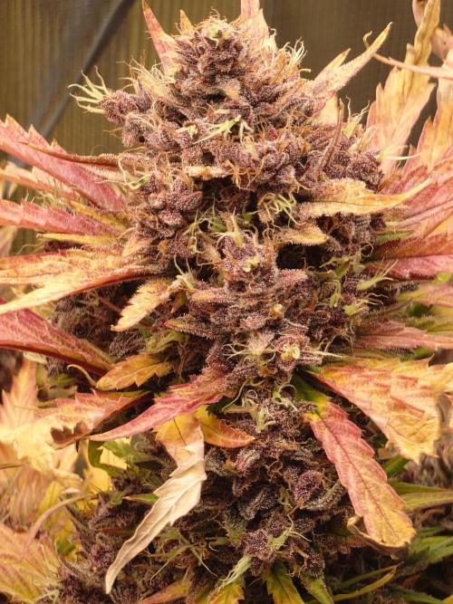 Purple Clouds. Week 10