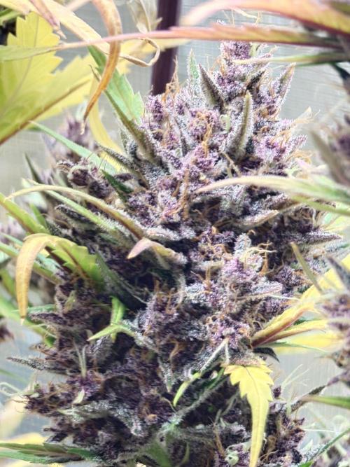 Purple Clouds. Week 10