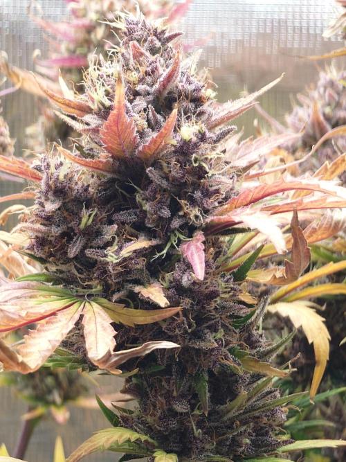 Purple Clouds. Week 10