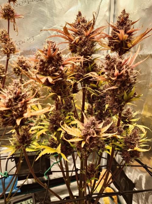 Purple Clouds. Week 10