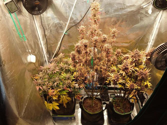 Purple Clouds. Week 10