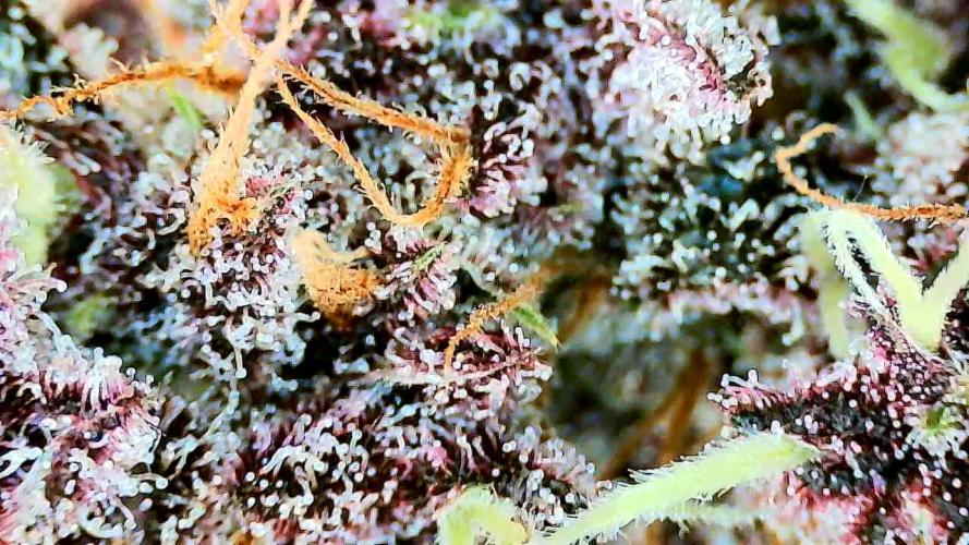 Purple Clouds. Week 10