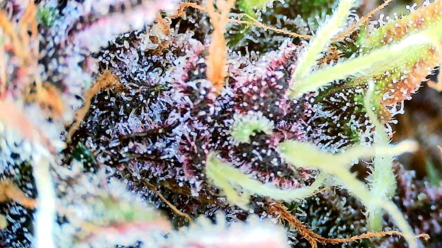 Purple Clouds. Week 10