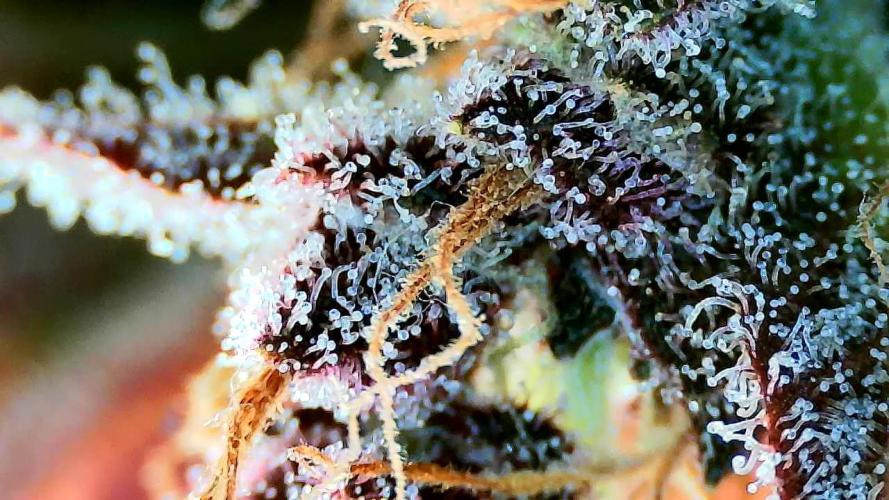 Purple Clouds. Week 10