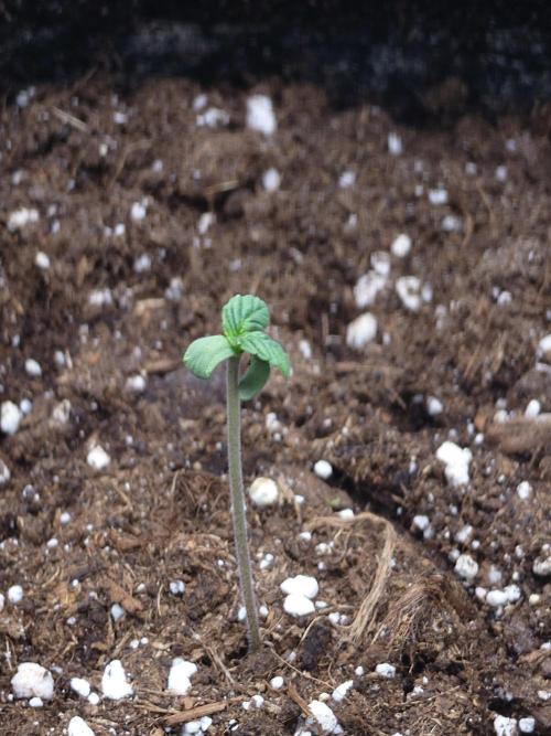 AA+BB+CC RF3 - AI-Grow. Week 1