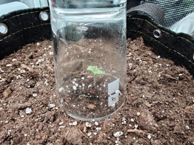 AA+BB+CC RF3 - AI-Grow. Week 1