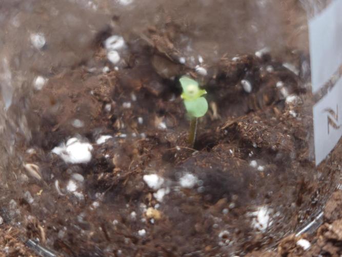 AA+BB+CC RF3 - AI-Grow. Week 1