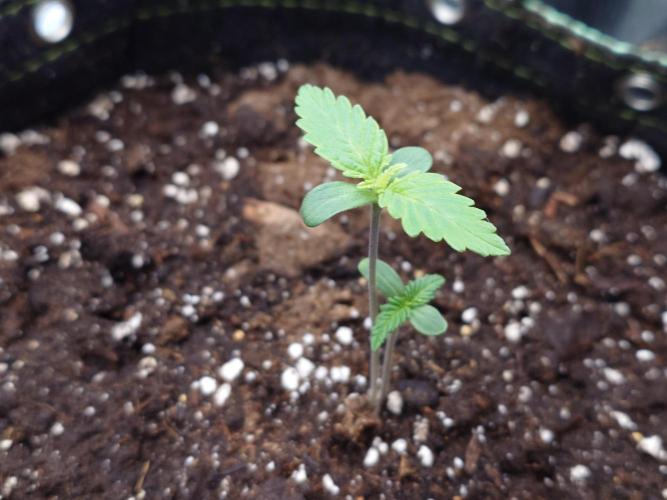 AA+BB+CC RF3 - AI-Grow. Week 2