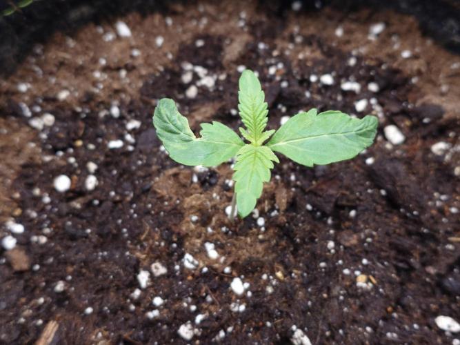 AA+BB+CC RF3 - AI-Grow. Week 2