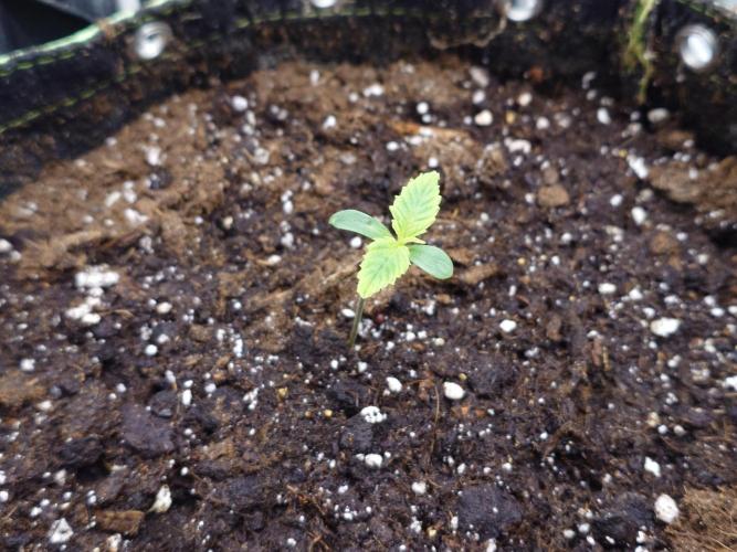 AA+BB+CC RF3 - AI-Grow. Week 2