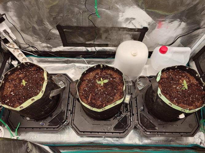 AA+BB+CC RF3 - AI-Grow. Week 2