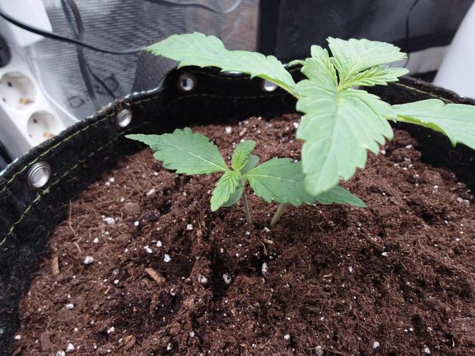 AA+BB+CC RF3 - AI-Grow. Week 3