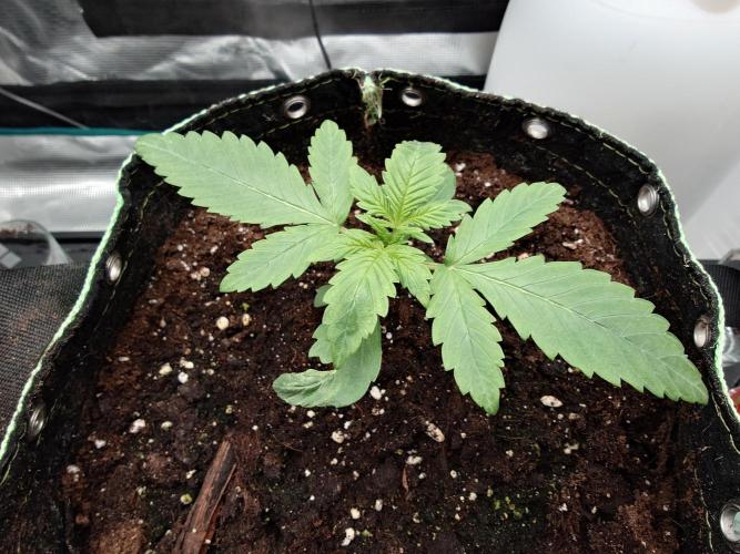 AA+BB+CC RF3 - AI-Grow. Week 3