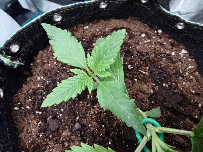 AA+BB+CC RF3 - AI-Grow. Week 3