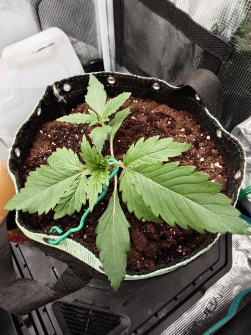 AA+BB+CC RF3 - AI-Grow. Week 3