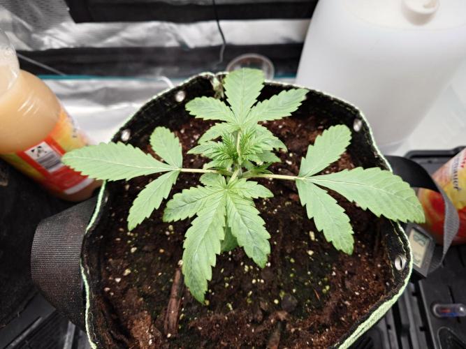 AA+BB+CC RF3 - AI-Grow. Week 3