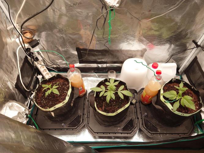 AA+BB+CC RF3 - AI-Grow. Week 3