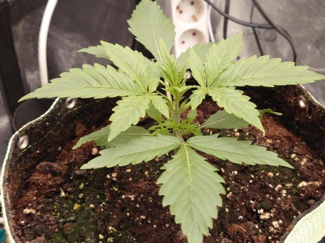 AA+BB+CC RF3 - AI-Grow. Week 4