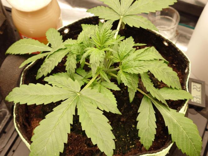 AA+BB+CC RF3 - AI-Grow. Week 4