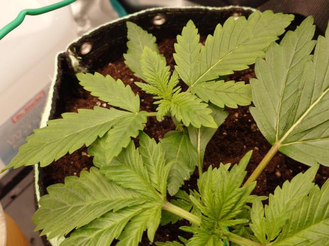 AA+BB+CC RF3 - AI-Grow. Week 4