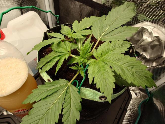 AA+BB+CC RF3 - AI-Grow. Week 4