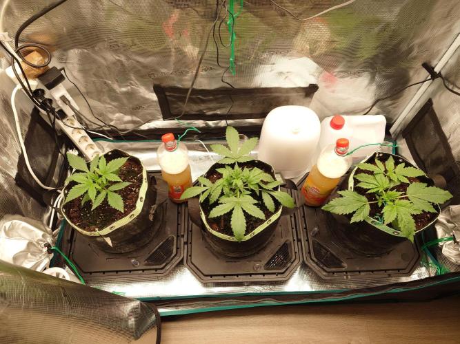 AA+BB+CC RF3 - AI-Grow. Week 4