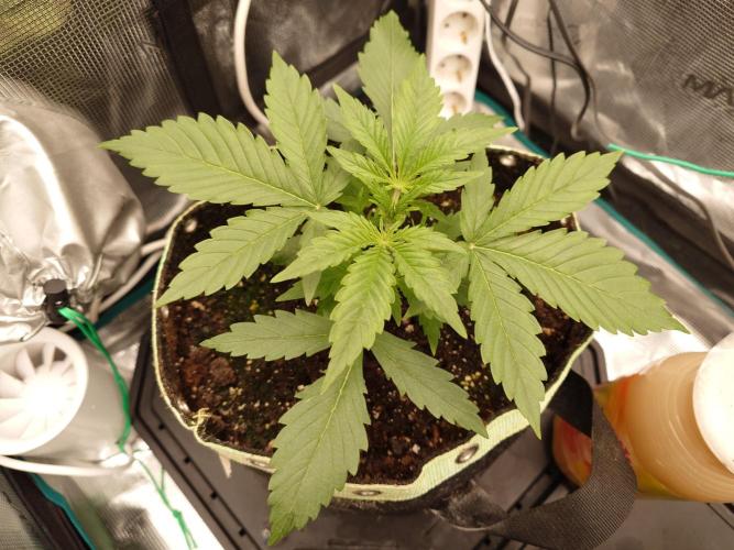 AA+BB+CC RF3 - AI-Grow. Week 4