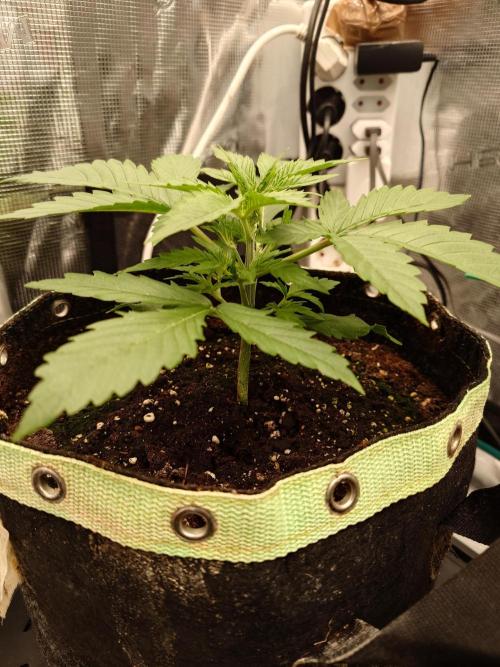 AA+BB+CC RF3 - AI-Grow. Week 4