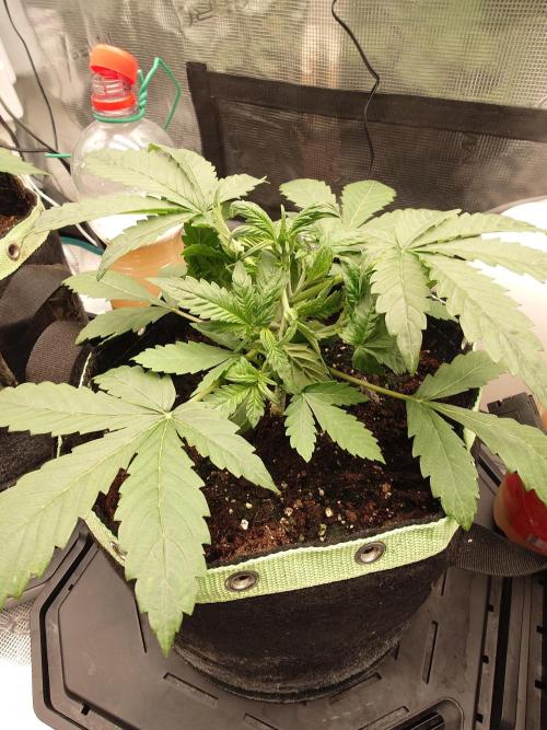AA+BB+CC RF3 - AI-Grow. Week 4