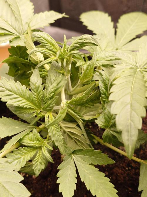 AA+BB+CC RF3 - AI-Grow. Week 4