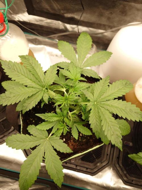 AA+BB+CC RF3 - AI-Grow. Week 4