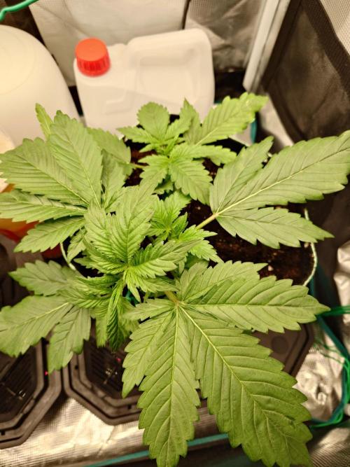 AA+BB+CC RF3 - AI-Grow. Week 4