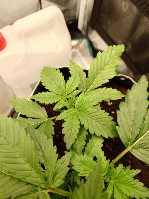 AA+BB+CC RF3 - AI-Grow. Week 4