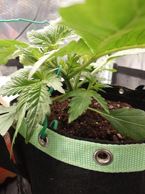 AA+BB+CC RF3 - AI-Grow. Week 4