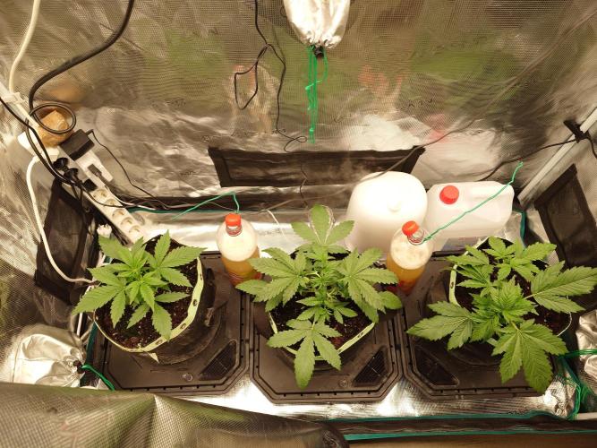 AA+BB+CC RF3 - AI-Grow. Week 4