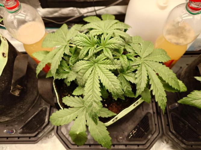 AA+BB+CC RF3 - AI-Grow. Week 4