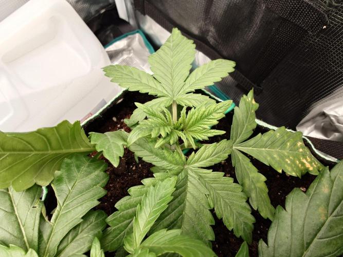 AA+BB+CC RF3 - AI-Grow. Week 4